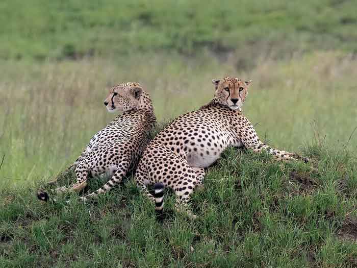 Два гепарда отдыхают