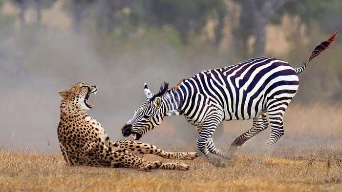 Зебра и гепард