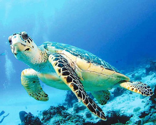 Морские черепахи, фото