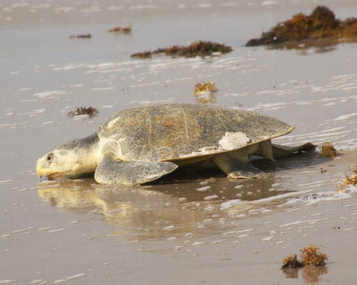 Морская черепаха на прибрежном песке