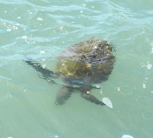Из воды выглядывает спина черепахи