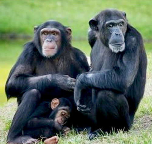 Шимпанзе, фотографии