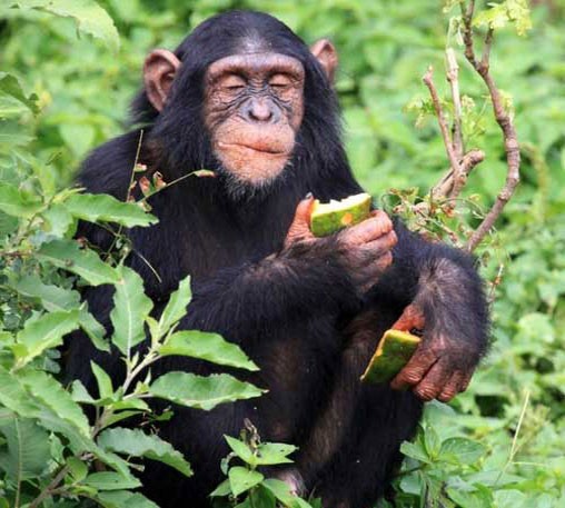 Шимпанзе ест плод