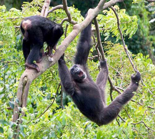Два шимпанзе в кроне дерева