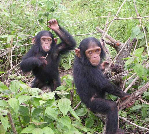 Два шимпанзе в лесной чаще