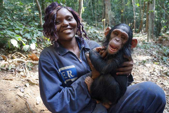 Человек и шимпанзе - друзья