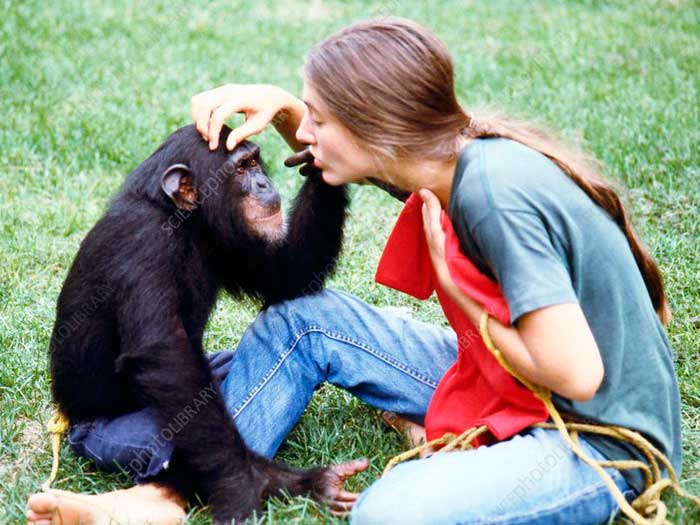 Женщина дружит с шимпанзе
