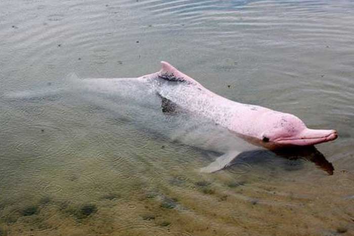 Китайский дельфин, описание, фото