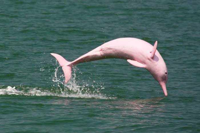 Китайский дельфин прыгает