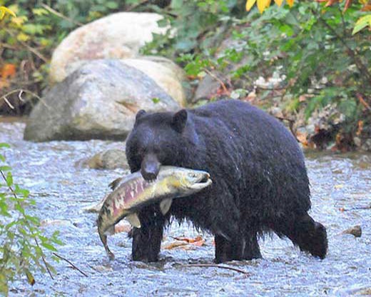 Медведь держит рыбу в пасти