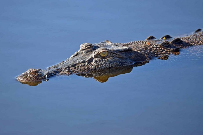 Голова крокодила над водой