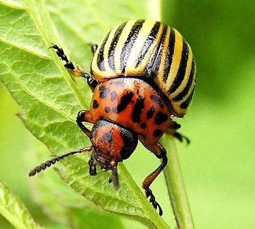 Внешний вид колорадского жука