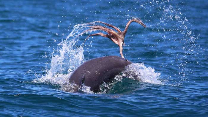 Дельфин напал на обыкновенного осьминога