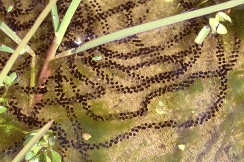 Яйца серой жабы в пруду