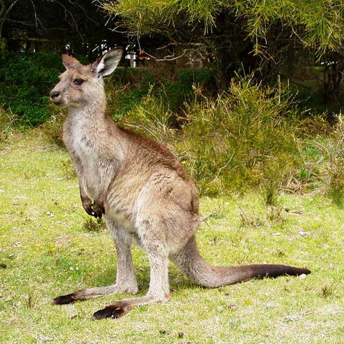 Горный кенгуру - внешний вид