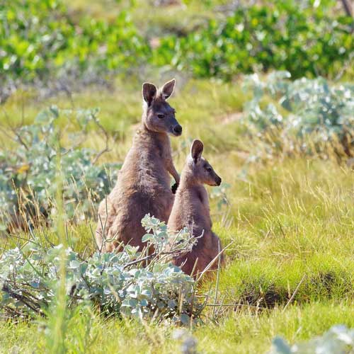 Самка горного кенгуру с детёнышем
