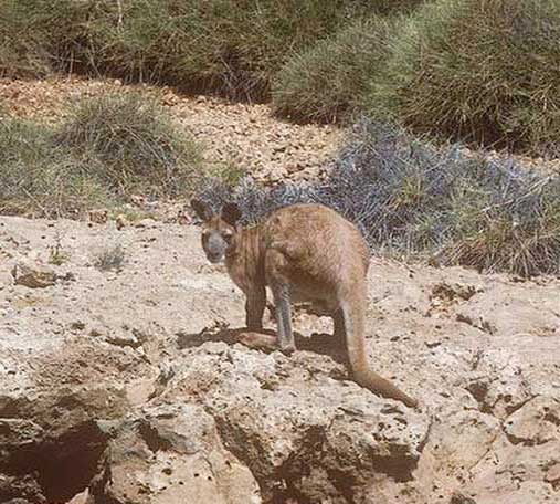 Горный кенгуру среди камней