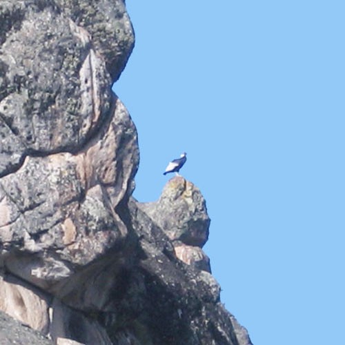 Вид на кондора, находящегося на скале