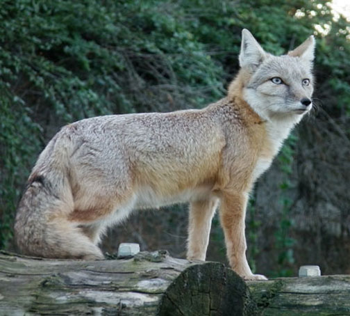 Внешний вид степной лисицы