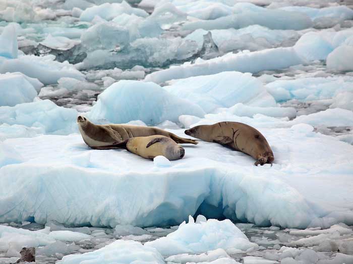 Тюлени-крабоеды отдыхают на льду