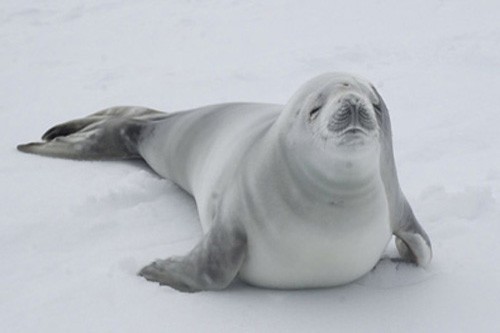 Тюлень-крабоед – ареал обитания, поведение