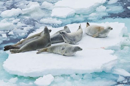 Тюлени-крабоеды на льдине
