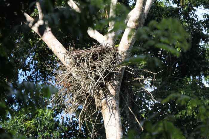 Гнездо гвианской гарпии