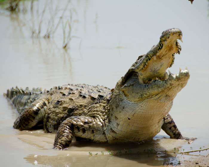 Свирепый крокодил