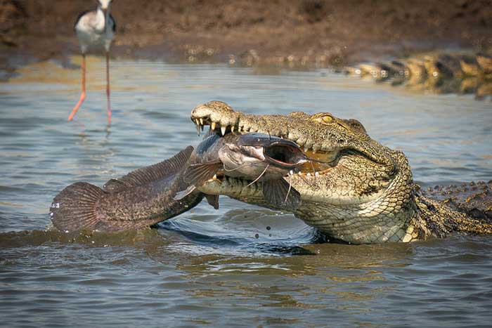 Рыба в пасти крокодила
