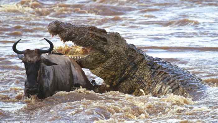 Антилопа и крокодил