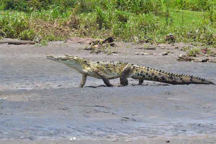 Кубинский крокодил - внешний вид