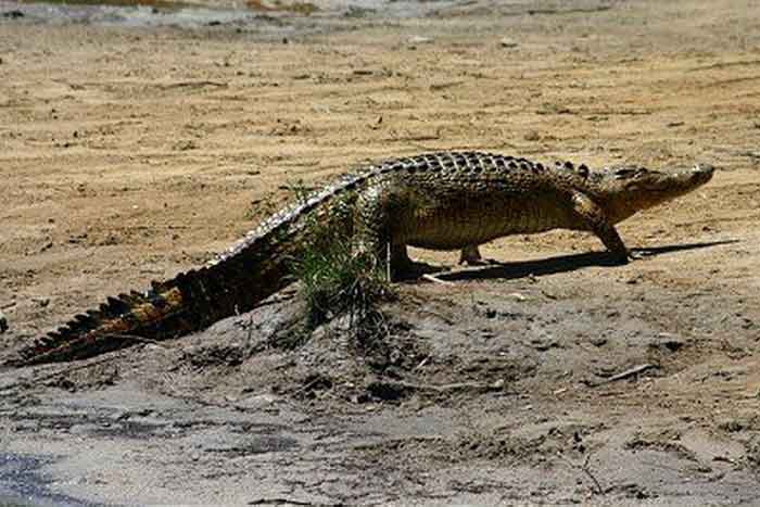 Кубинский	крокодил передвигается по суше