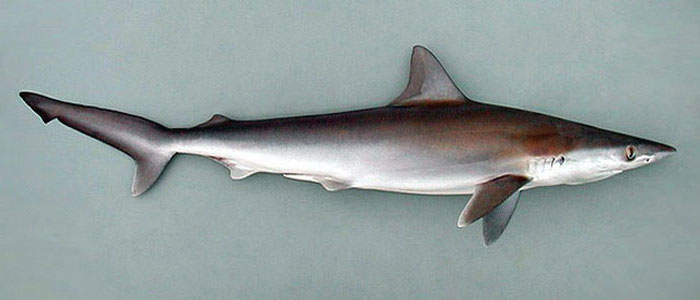 Кубинская ночная акула, описание, фото