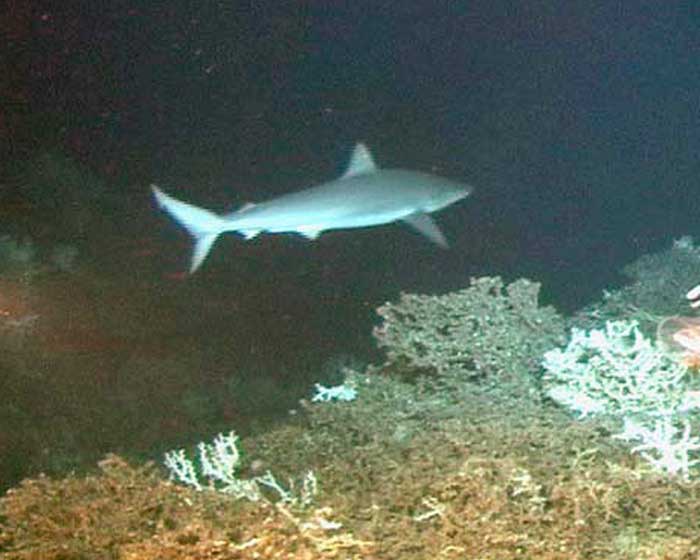 Кубинская ночная акула на глубине