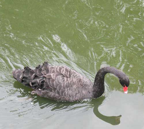 Чёрный лебедь в воде