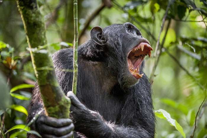Оскаленная морда шимпанзе