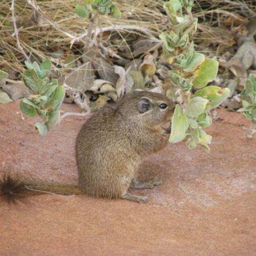 Скальная крыса поедает листву
