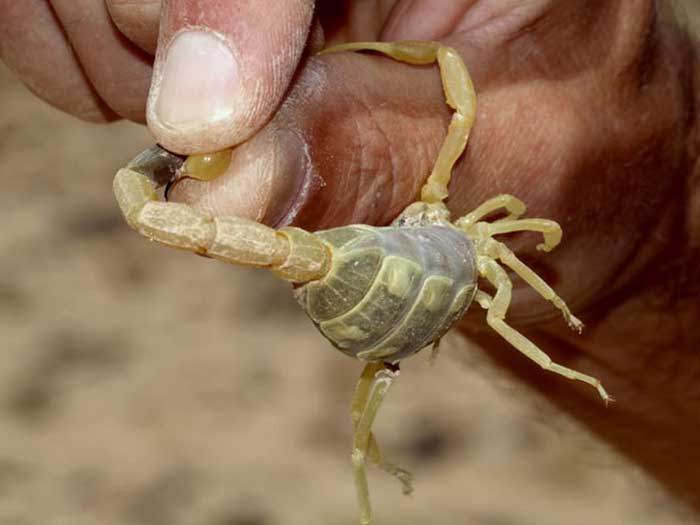 Жёлтый скорпион между пальцев человека