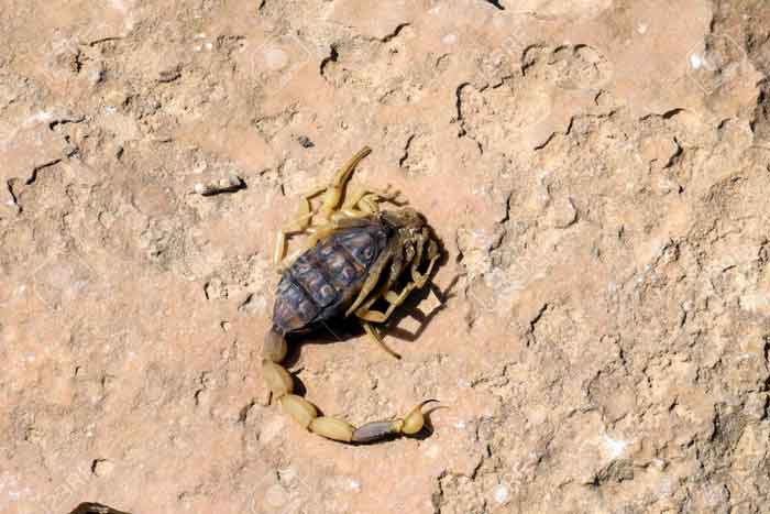 Жёлтый скорпион в пустыне
