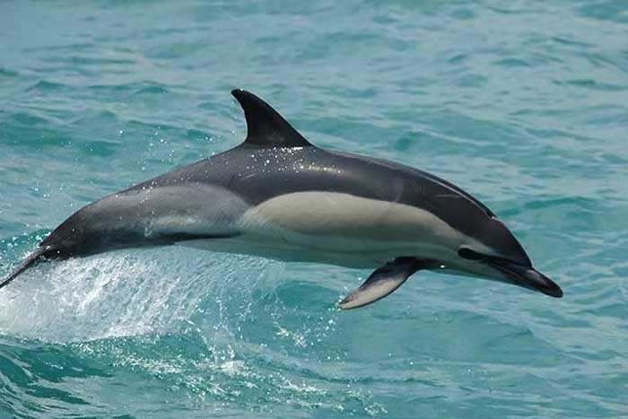 Дельфин-белобочка - внешний вид