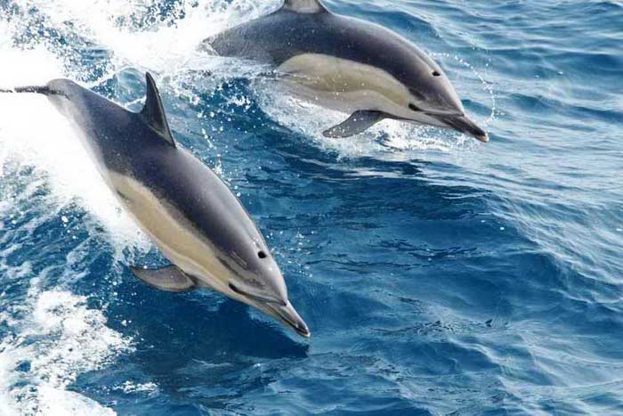 Два дельфина-белобочки