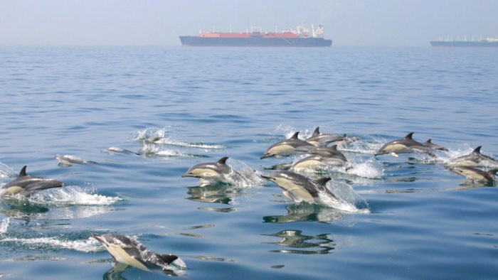 Дельфины-белобочки и корабли