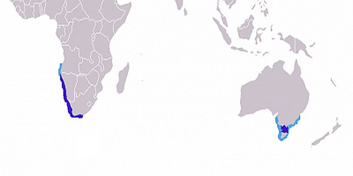 Ареал обитания капского морского котика на карте