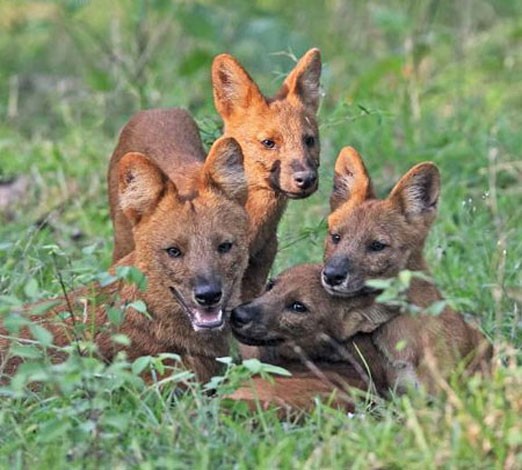 Три волчонка и самка