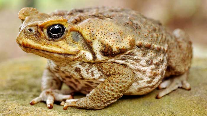 Отличие жабы от лягушки, описание, фото
