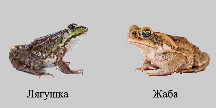 Внешний вид жабы и лягушки