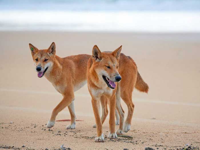 Собаки динго на песке