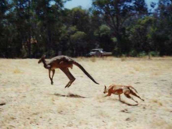 Динго преследует кенгуру