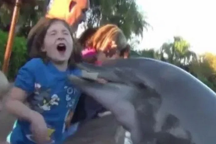 Агрессия дельфинов