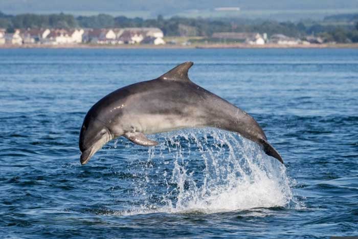 Дельфин в прыжке над водой